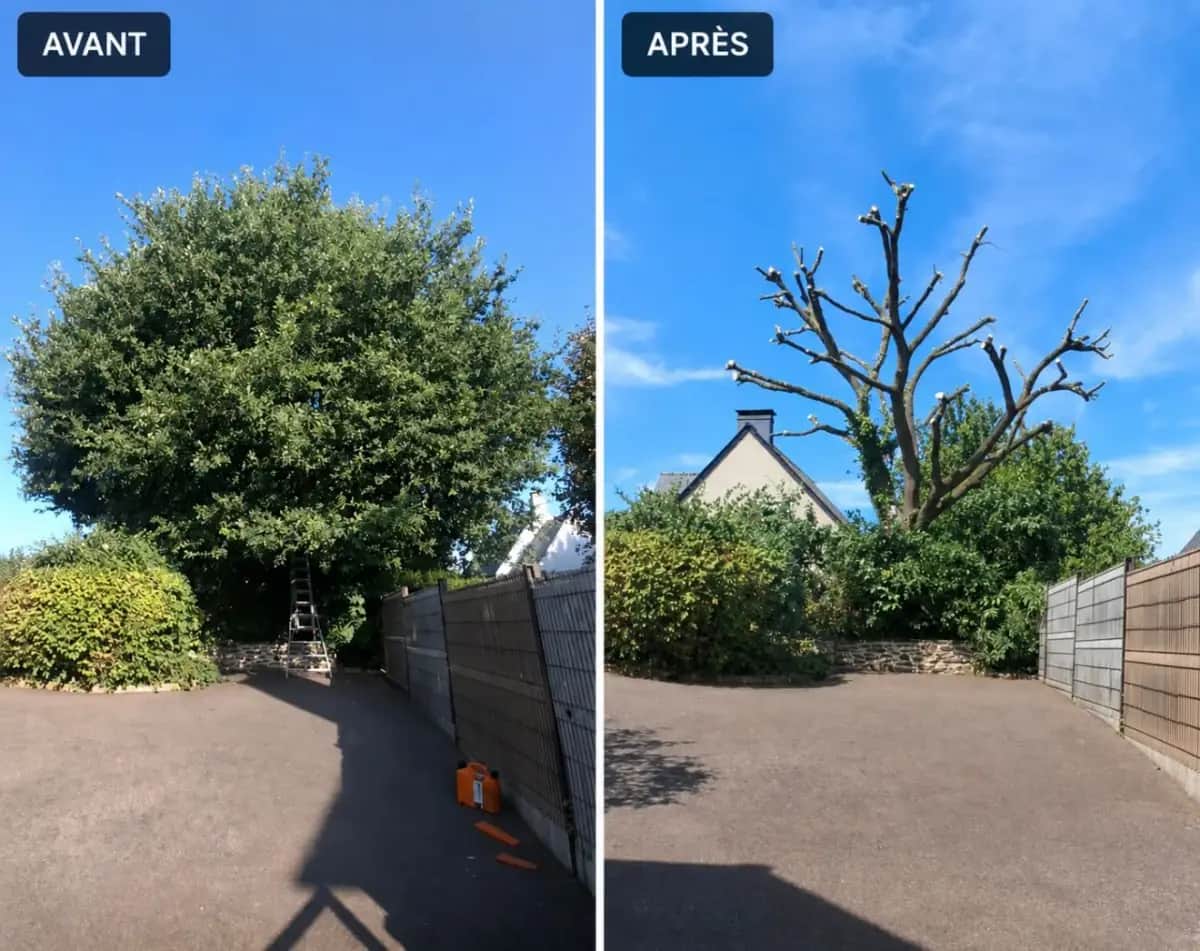 Chêne dans une cour avant et après élagage en centre Bretagne, Hochard Élagage