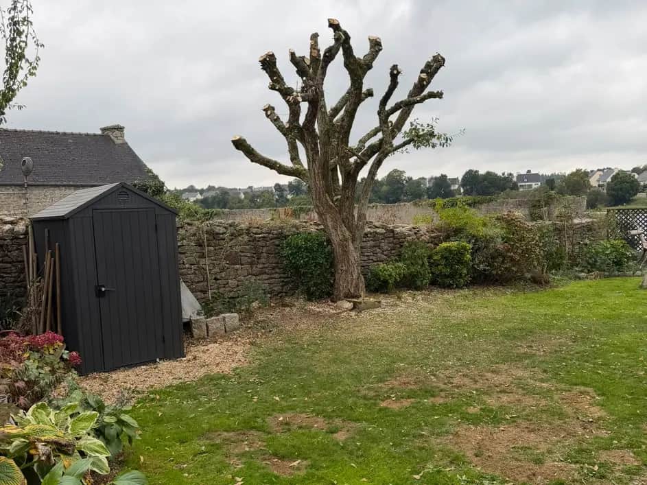 Arbre de jardin après étêtage à Huelgoat, Hochard Élagage