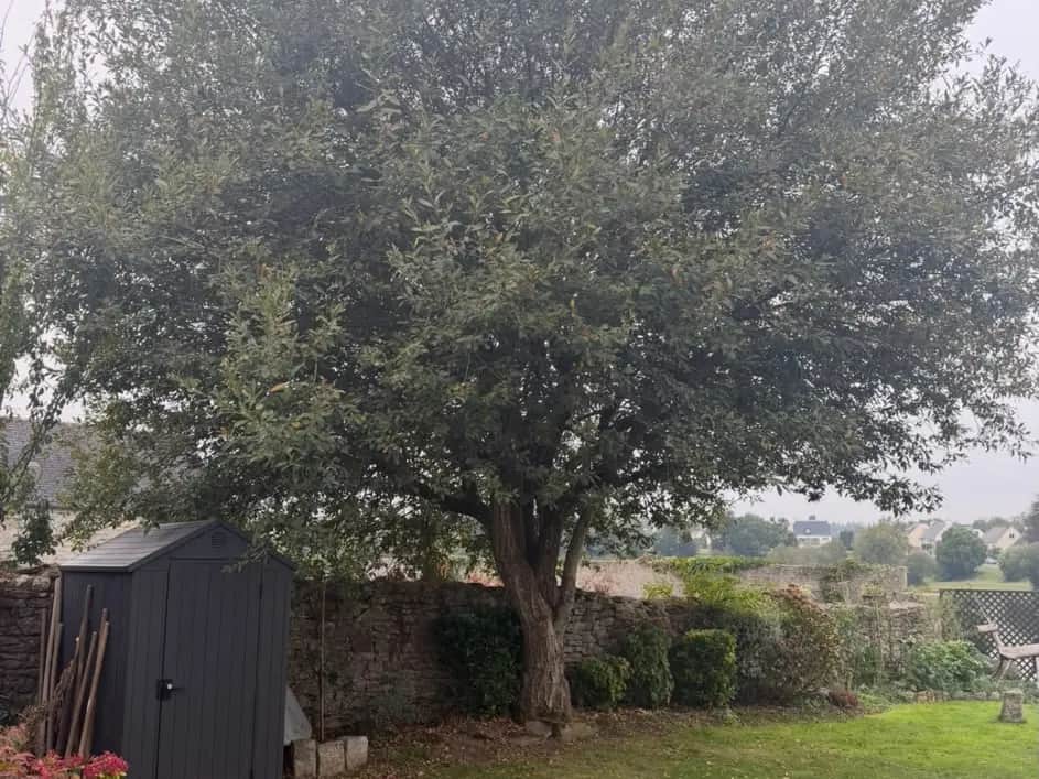 Arbre de jardin avant étêtage à Huelgoat, Hochard Élagage