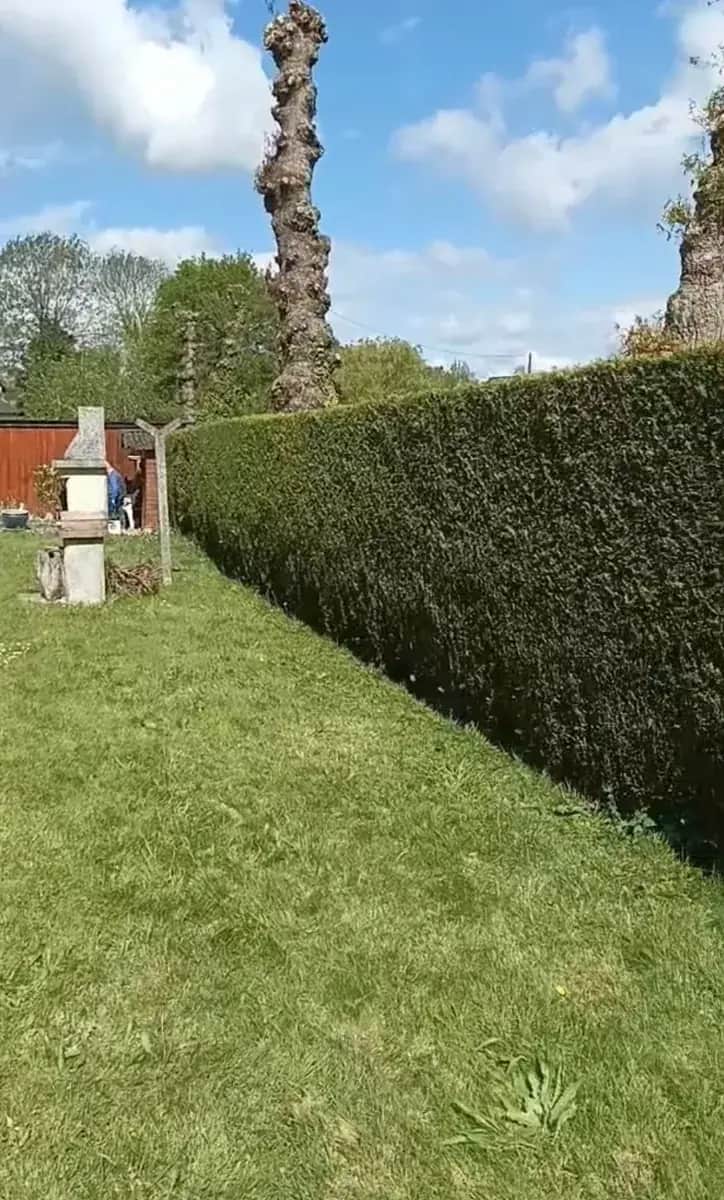 Haie de thuyas de plusieurs mètres de haut taillée au cordeau en centre Bretagne, Hochard Élagage
