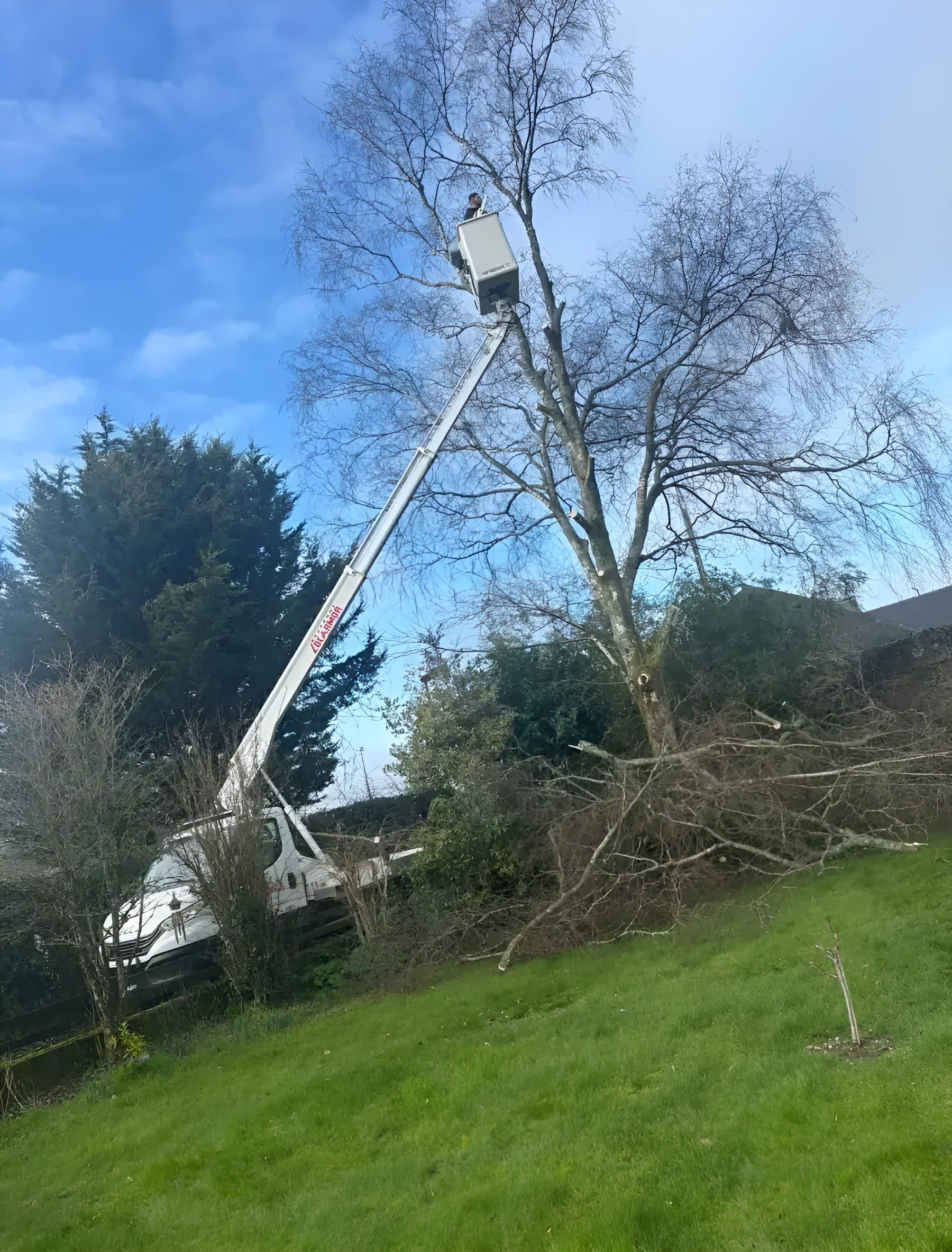 Démontage d'un grand arbre par nacelle en centre Bretagne, Hochard Élagage